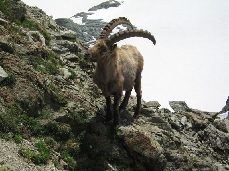 HRDay4 (51)...chamois